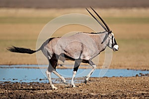 Running gemsbok antelope