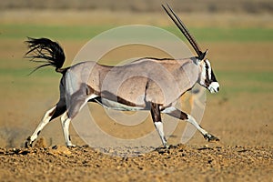 Running gemsbok antelope