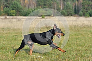 Running German Pinscher