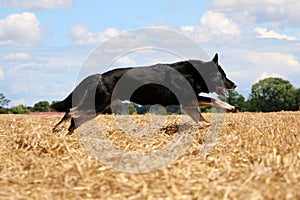 Running german shepherd