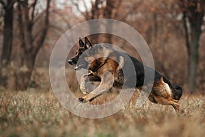 Running german shepherd dog on the field in autumn, strength and power