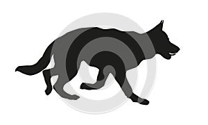 Running german shepherd dog puppy. Black dog silhouette. Isolated on a white background