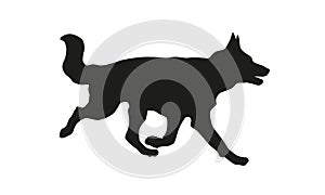 Running german shepherd dog puppy. Black dog silhouette. Isolated on a white background