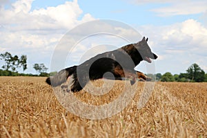 Running german shepherd on a field
