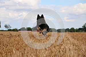 Running german shepherd on a field