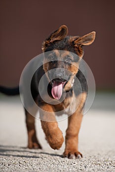 Running german shepherd puppy