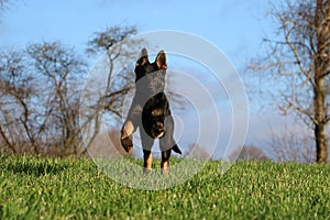Running german shepherd puppy