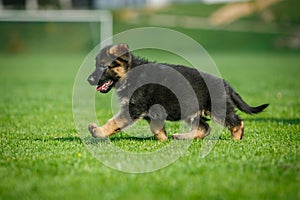 Running German shepherd puppy