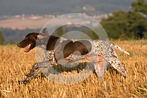 Running German shorthaired pointer