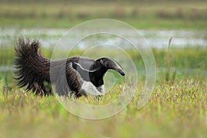 Running Giant Anteater, Myrmecophaga tridactyla, animal with long tail ane log nose, Pantanal, Brazil