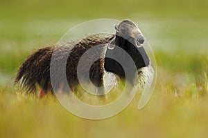 Running Giant Anteater, Myrmecophaga tridactyla, animal with long tail and log nose, in the nature habitat, Pantanal, Brazil photo