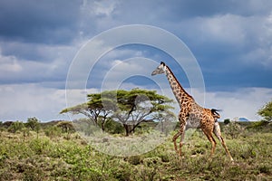 Running giraffe in Serengeti National Park, Tanzania