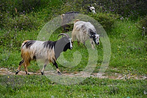 Running goat on meadow
