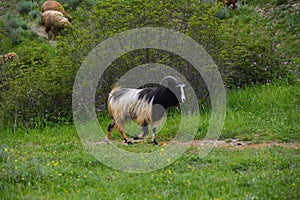 Running goat on meadow