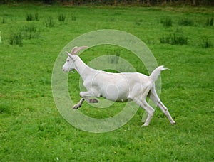 Running goat