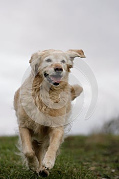 Running golden retriever dog
