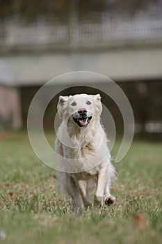 Running golden retriever dog