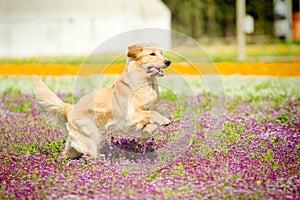 Running golden retriever dog