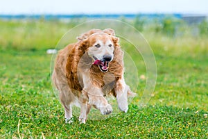 Running Golden retriever dog