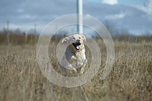 Running Golden Retriever Dog