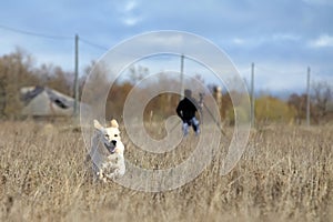 Running Golden Retriever Dog