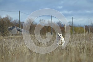 Running Golden Retriever Dog