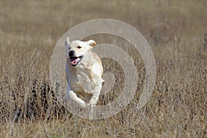 Running Golden Retriever Dog