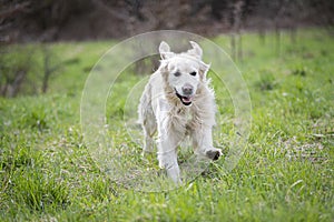 Running Golden Retriever in motion photo