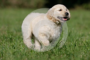 Running golden retriever puppy