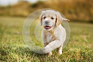 Running golden retriever puppy