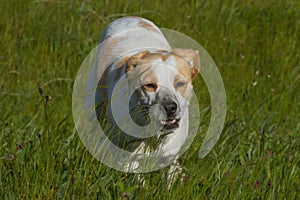 Running through the grass