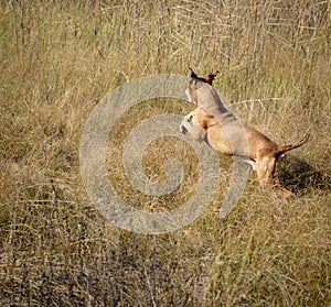 Running through the grass American pit bulls