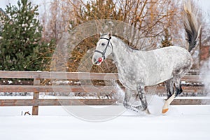 Running gray horse raises snow