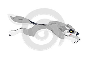 Running Gray Wolf as Wild Hunting Animal Vector Illustration