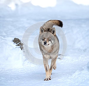 running gray wolf in snow