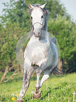 Running grey arabian horse in the meadow