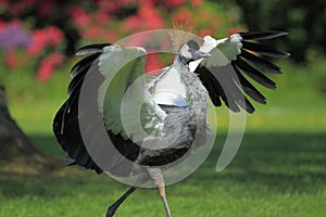 Running grey crowned crane