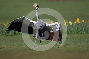 Running grey crowned crane