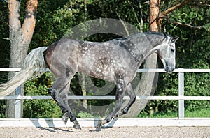 Running grey horse in manage