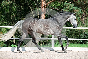 Running grey horse in manage