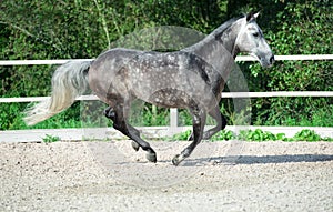 Running grey sportive horse in manage