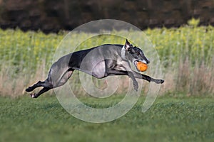 Running Greyhound