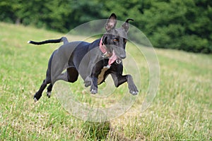 Running Greyhound