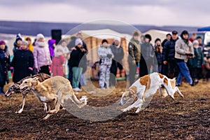 Running greyhounds on dog competition