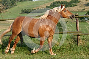 Running haflinger horse