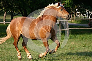 Running haflinger horse