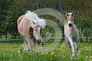 Running haflinger mare with foal