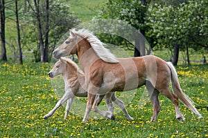 Running haflinger mare with foal