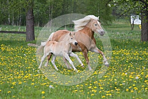 Running haflinger mare with foal