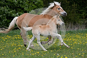 Running haflinger mare with foal